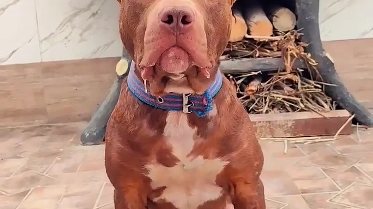 American pitbull terrier 🤟👊