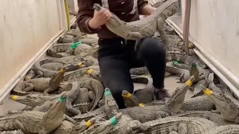 Crocodile lovers