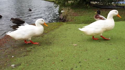 Beautiful ducks to stepping out of the water