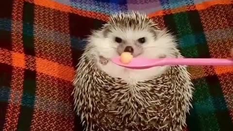 Hungry hedgie