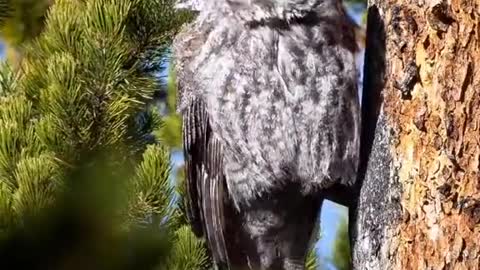 Owl shows gymnastics