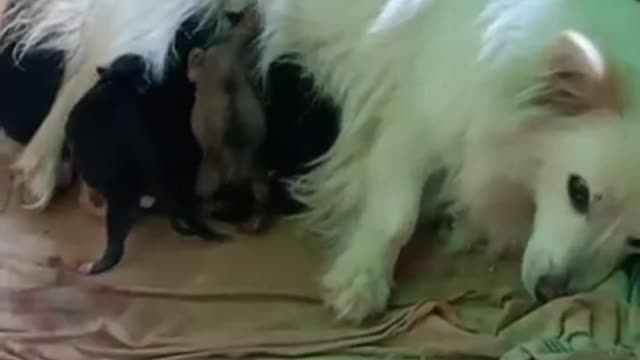 puppies having their breakfast