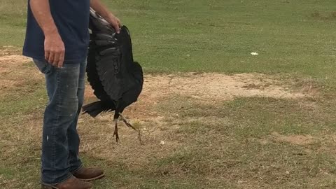 Rescuing a Bird of Prey, Vulture