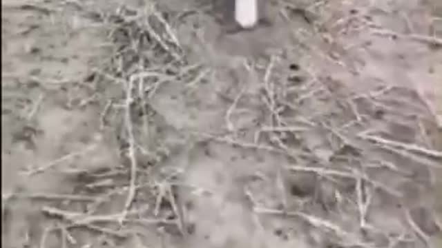 Cute Animals Video Compilation. Funny Animals