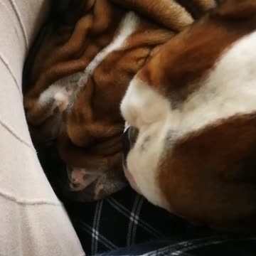Adorable English Bulldog Licks His Brother's Ears And Face