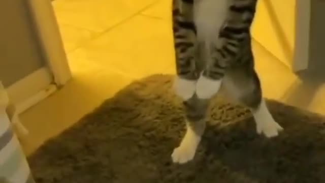 Look cat so funny video 😂😂