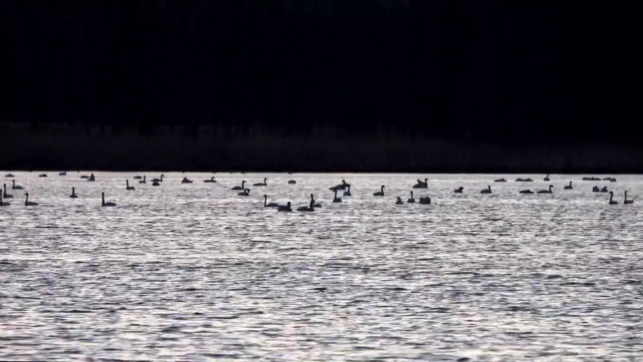 Beautiful Swans at the Lake - side