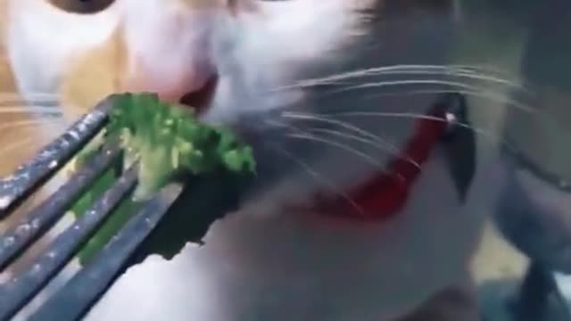 Cat and broccoli