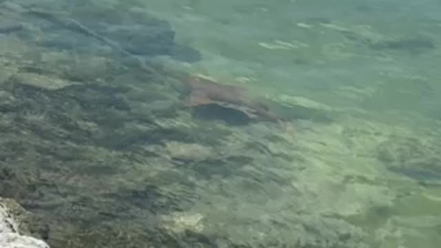 Nurse shark passes by