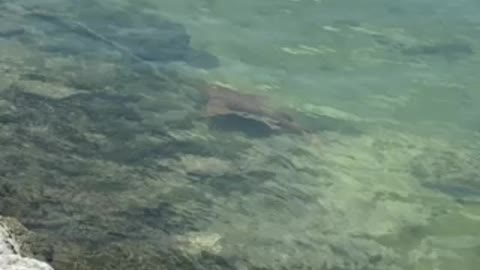 Nurse shark passes by