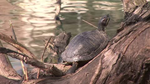 turtles on a log next to a river