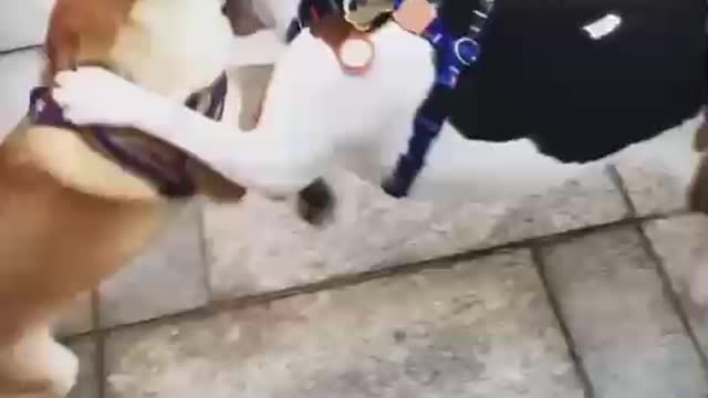 Dog Fight on the Street With a Mate