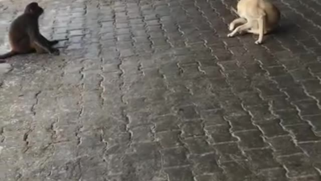 Dog and Monkey fighting