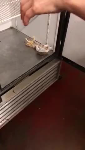 Chinese Restaurant health inspection gone wrong