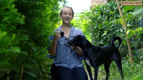 Training our Dog How to wear a Muzzle Part 2