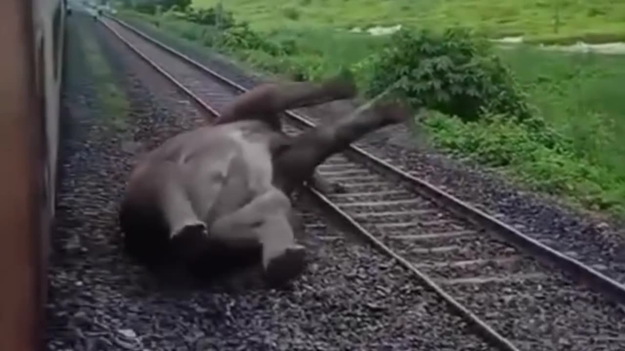 Elephant hit by train