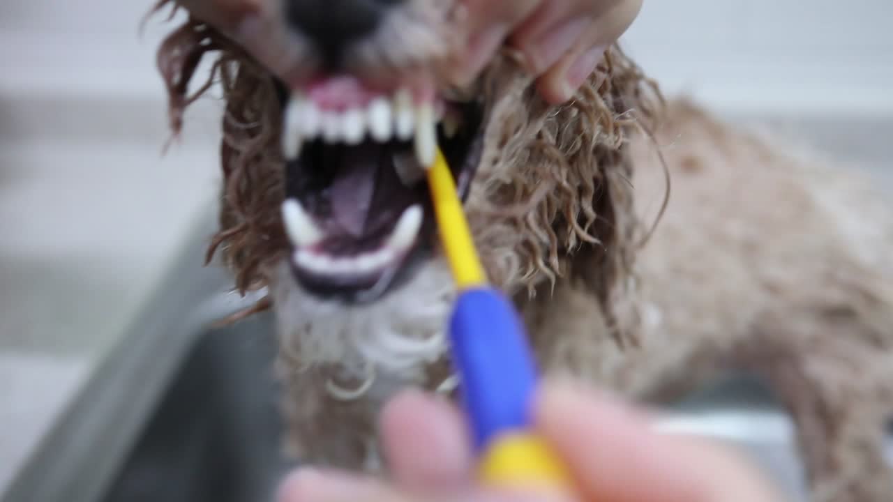 Let's brush the puppy