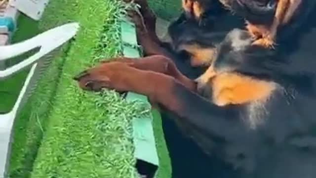 Absolutely beautiful You can watch all the goings on!! #rottweiler