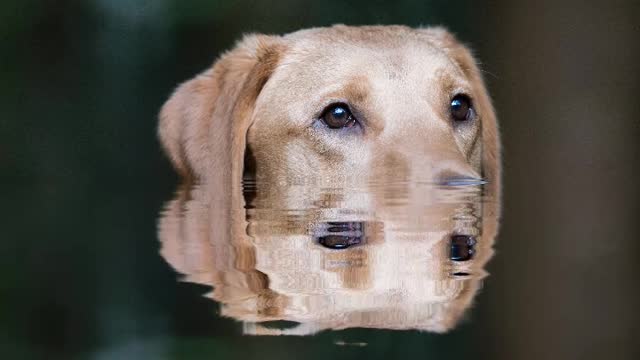 After the reflection effect in the water.mp4