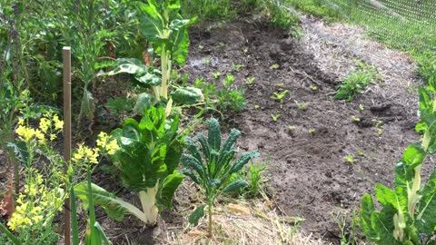 Tiny House Soil Garden Tour May 14 2021