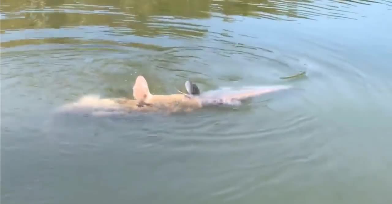 Giant Catfish Getting Eaten