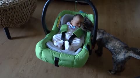 Cats Meeting Babies for the FIRST Time [NEW] Compilation