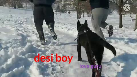 Dutch_shepherds_and friends_sledding