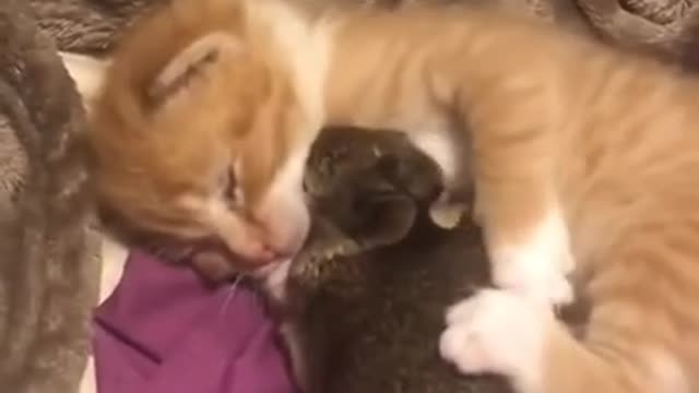 They are Best Friends Baby Cute Cat or Baby Rabbit