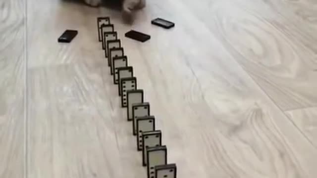 Domino Cat! Cute Cats!! Funny Cats