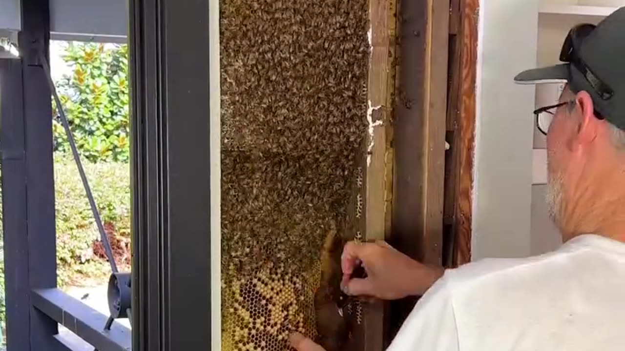 Wow look all those bees, bees also move in to houses, and how that kitten got into the rotten tree