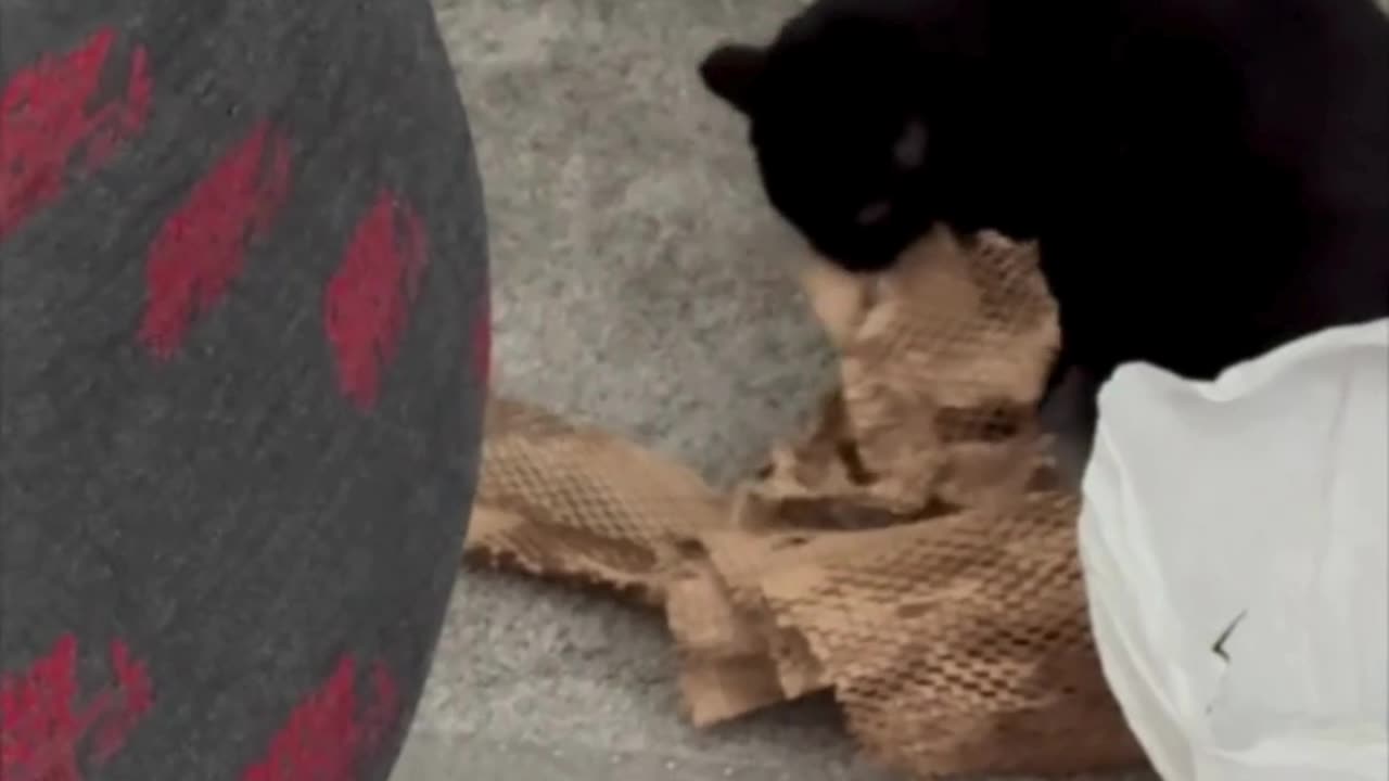 Cute Precious Piper Enjoys Shredding Paper - Adopting a Cat from a Shelter Vlog #shorts