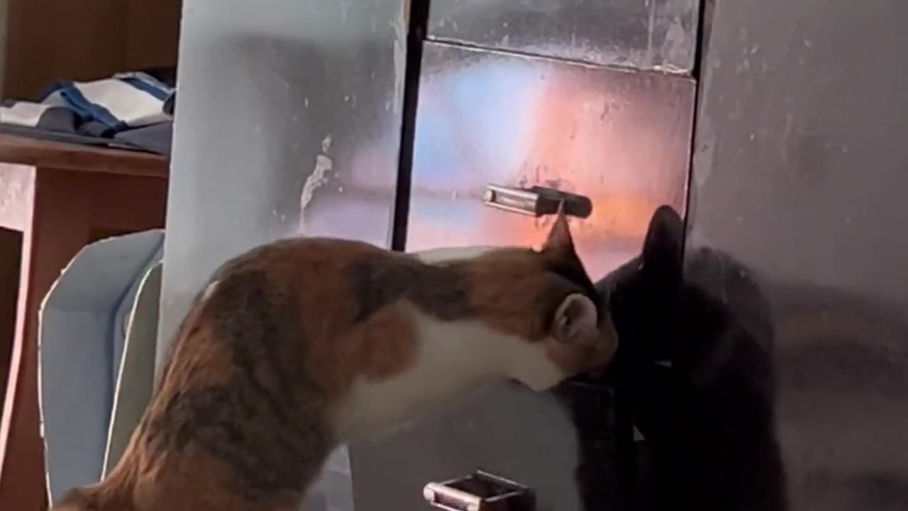 Two cats rummaging around