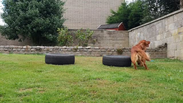 Irish Setter loves Running Backwards