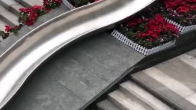 Funny dog video