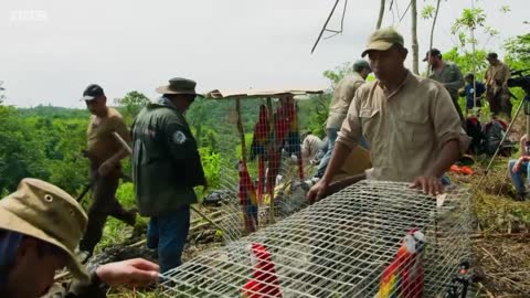 Macaws Released Into The Wild | Jungle Animal Hospital | BBC Earth