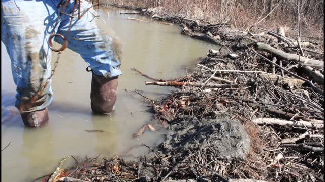 trap setting for nuisance beaver