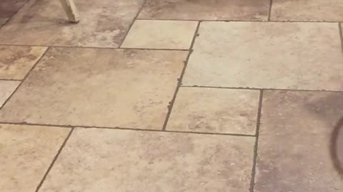 Cachorro graciosamente desconcertado por un cubo de hielo