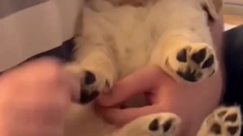 Lovely golden retriever
