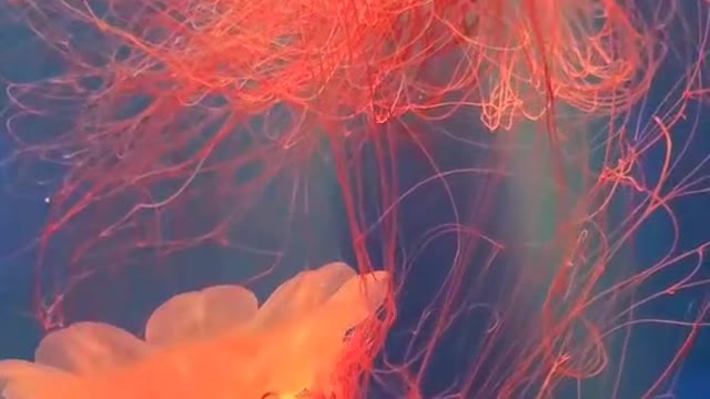 jellyfishes
