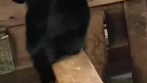 FUNNY ANIMALS VIDEOS@@@FUNNY ANIMALS VIDEOS