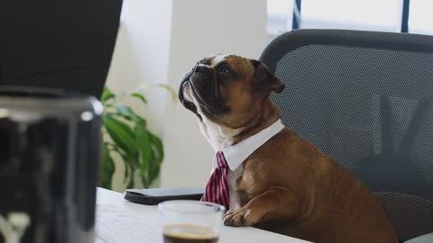 Cute Dogs at Office