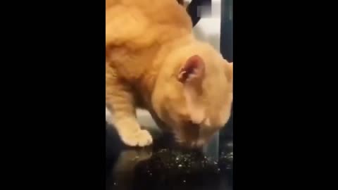 Funny Animals! Funny Cats! Funny Videos! # Short