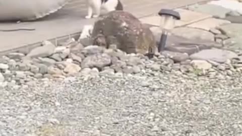 al Clips😹_ Best Funny Cute Cats & Dogs😂_ Funny Animals Shorts