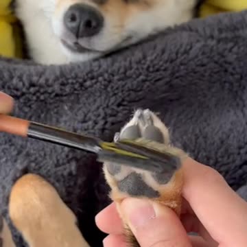 Dog bad time || entertainment || funny video