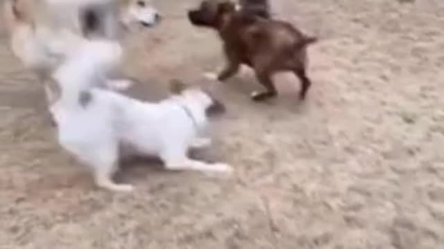 baby raccoon plays happily with dogs