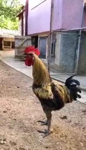 Long-winded rooster