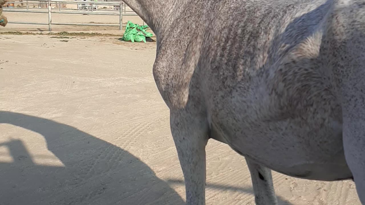 Horse in 2024 this is a mare