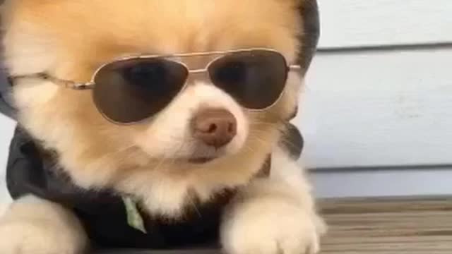 Pomeranian in hoodie wears sunglasses slide down