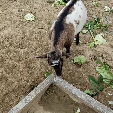 Indian Pigs and Goat both stay in one cage while eating cabbage