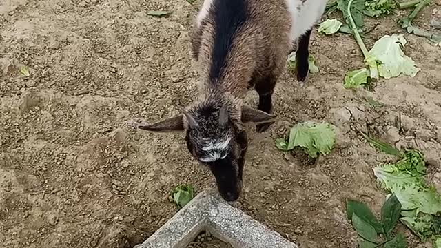 Indian Pigs and Goat both stay in one cage while eating cabbage